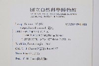 石松藏品圖，第2張