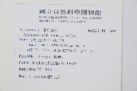 三翅鐵角蕨藏品圖，第2張