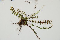 三翅鐵角蕨藏品圖，第3張