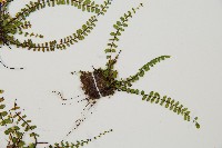 三翅鐵角蕨藏品圖，第4張