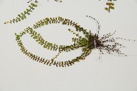 三翅鐵角蕨藏品圖，第5張