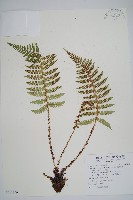 黑鱗耳蕨藏品圖，第1張