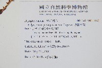 黑鱗耳蕨藏品圖，第2張