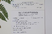 奄美雙蓋蕨藏品圖，第2張