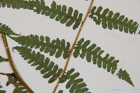 奄美雙蓋蕨藏品圖，第3張