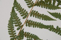 奄美雙蓋蕨藏品圖，第4張