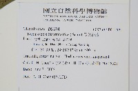 長葉腎蕨藏品圖，第2張