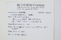 鐵角蕨藏品圖，第2張