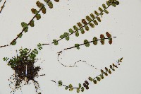 鐵角蕨藏品圖，第3張