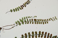 鐵角蕨藏品圖，第4張