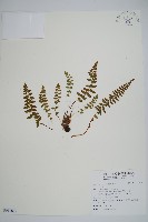 岩蕨藏品圖，第1張