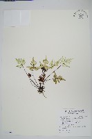 長柄粉背蕨藏品圖，第1張