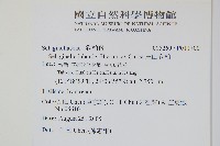 玉山卷柏藏品圖，第2張