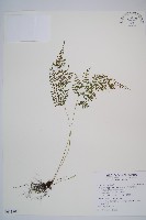 合歡蹄蓋蕨藏品圖，第1張