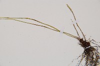 合歡蹄蓋蕨藏品圖，第3張