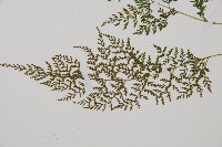 合歡蹄蓋蕨藏品圖，第4張