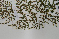 合歡蹄蓋蕨藏品圖，第5張