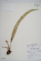 芽胞耳蕨、芽孢耳蕨藏品圖，第1張