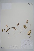 寬葉冷蕨藏品圖，第1張