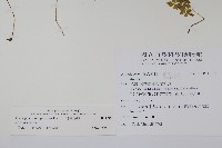 寬葉冷蕨藏品圖，第2張