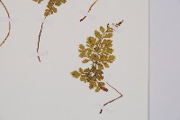 寬葉冷蕨藏品圖，第3張