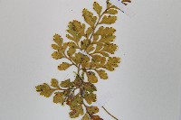 寬葉冷蕨藏品圖，第4張