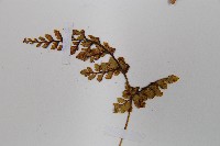 寬葉冷蕨藏品圖，第5張