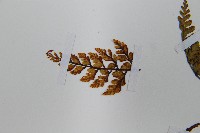 寬葉冷蕨藏品圖，第6張