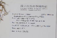 溪邊蕨藏品圖，第2張