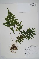 烏來金星蕨、毛柄金星蕨藏品圖，第1張