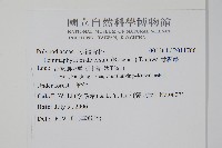 骨牌蕨藏品圖，第2張