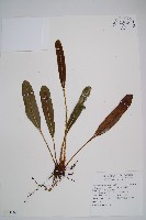 呂宋舌蕨、台灣舌蕨藏品圖，第1張