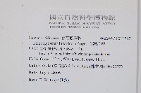 呂宋舌蕨、台灣舌蕨藏品圖，第2張