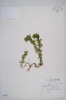 千層塔藏品圖，第1張