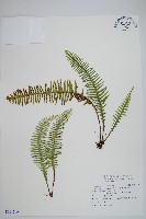 蘇島穴子蕨藏品圖，第1張