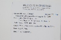 蘇島穴子蕨藏品圖，第2張