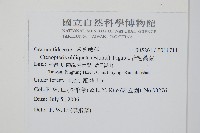 密毛蒿蕨藏品圖，第2張