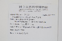 穴子蕨藏品圖，第2張