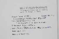 疏毛荷包蕨藏品圖，第2張