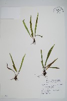 大武禾葉蕨藏品圖，第1張