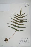 肢節蕨藏品圖，第1張