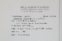 肢節蕨藏品圖，第2張