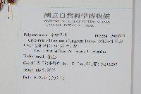 大葉玉山茀蕨藏品圖，第2張