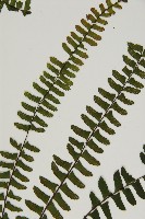 生芽鐵角蕨藏品圖，第4張