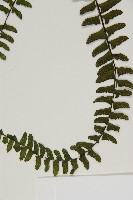 生芽鐵角蕨藏品圖，第5張