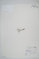 短柄禾葉蕨藏品圖，第1張