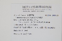 短柄禾葉蕨藏品圖，第2張