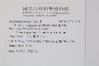 毛桿蕨藏品圖，第2張