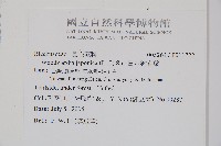 日本狗脊蕨藏品圖，第5張