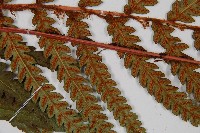 日本狗脊蕨藏品圖，第7張